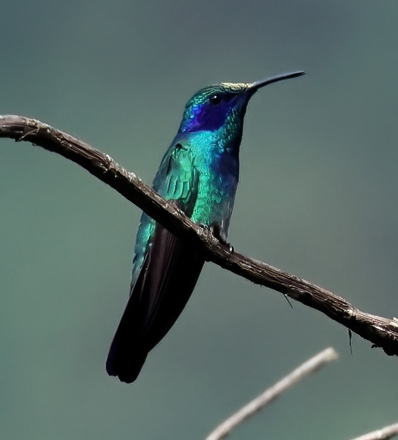 Mexican Violetear - ML645806731