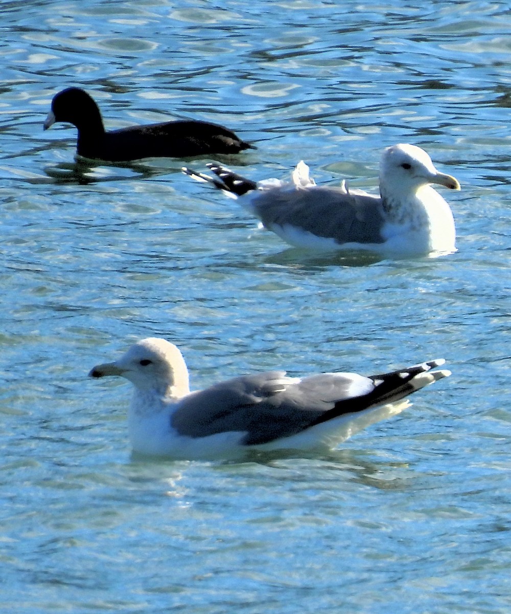 Kaio kaliforniarra - ML645806733