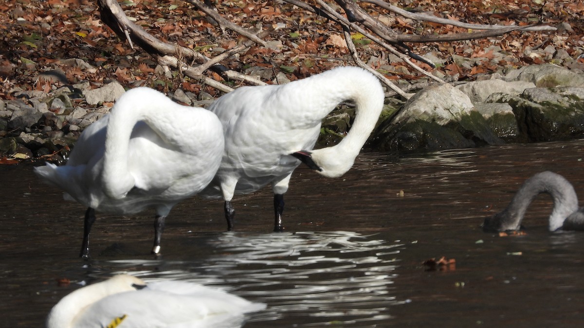 Trumpeter Swan - ML645806735