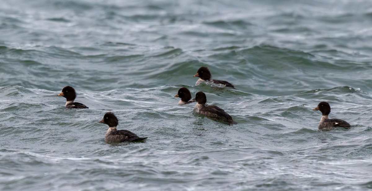 Murgilari islandiarra - ML645806736