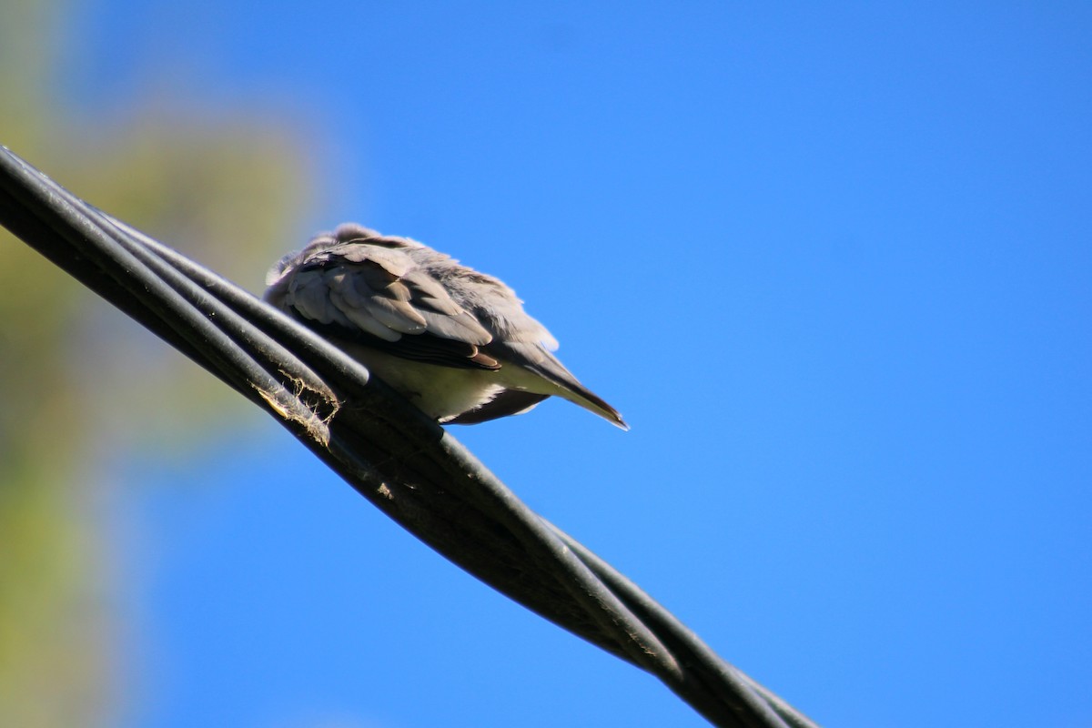 Picui Ground Dove - ML645806741