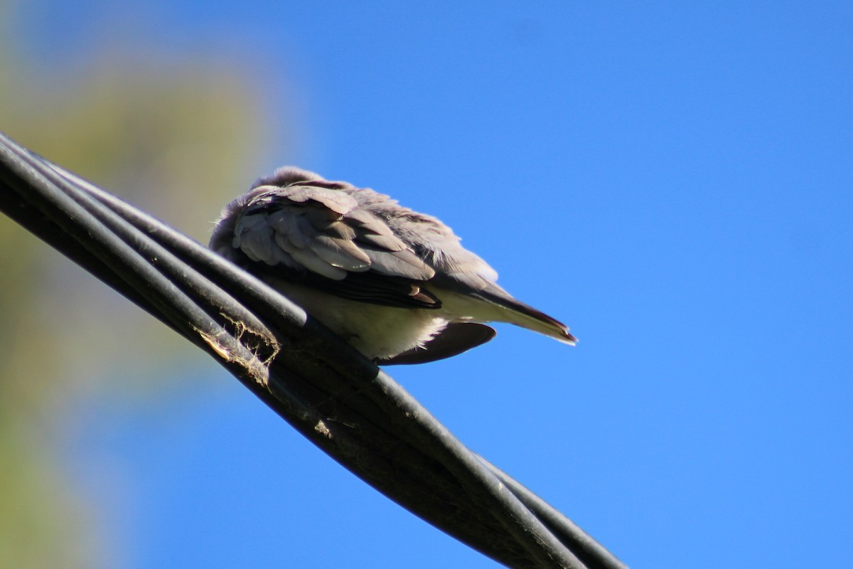 Picui Ground Dove - ML645806742