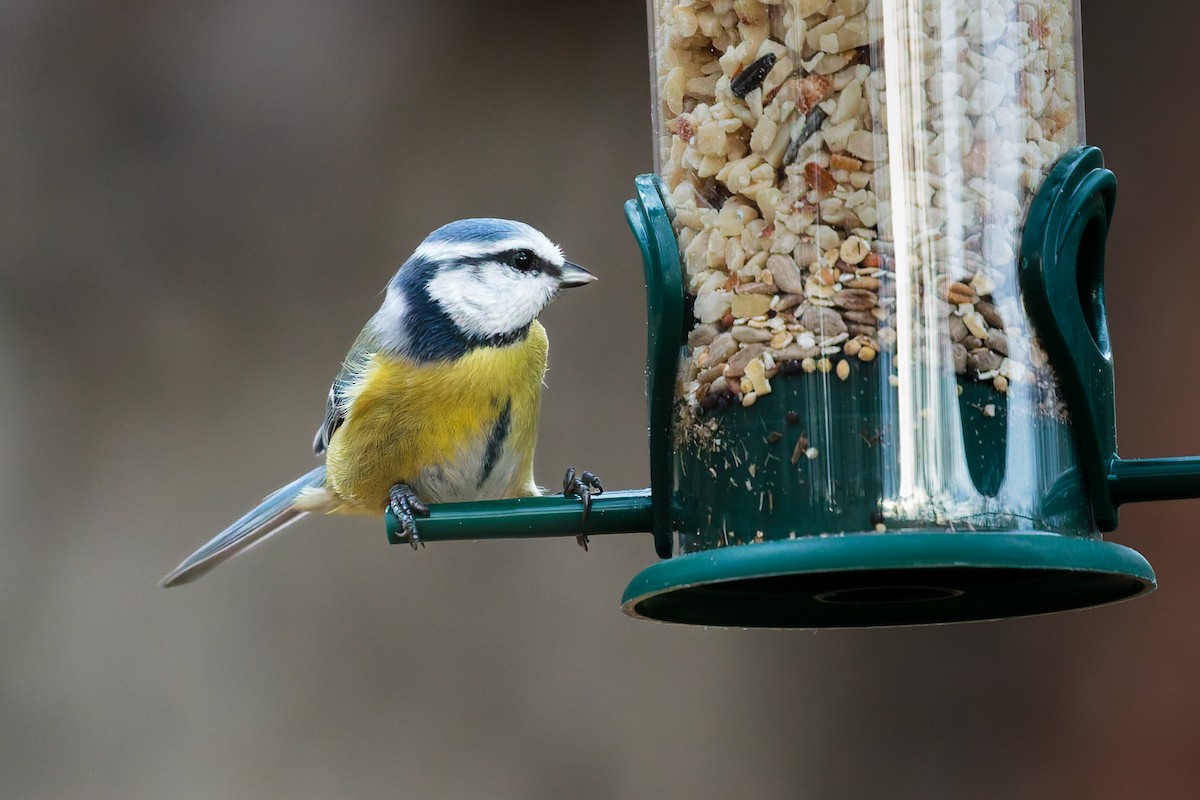 Eurasian Blue Tit - ML645806744