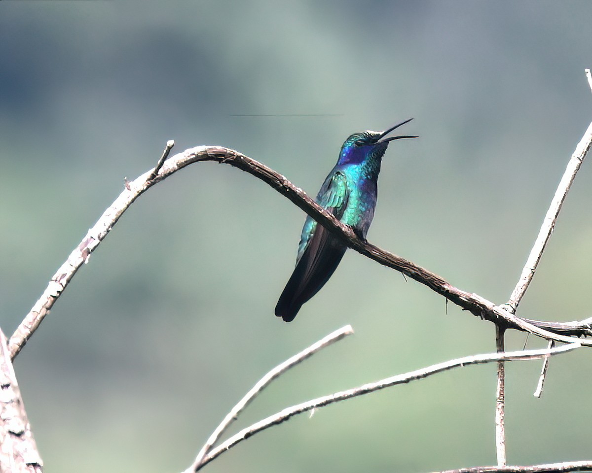 Mexican Violetear - ML645806745