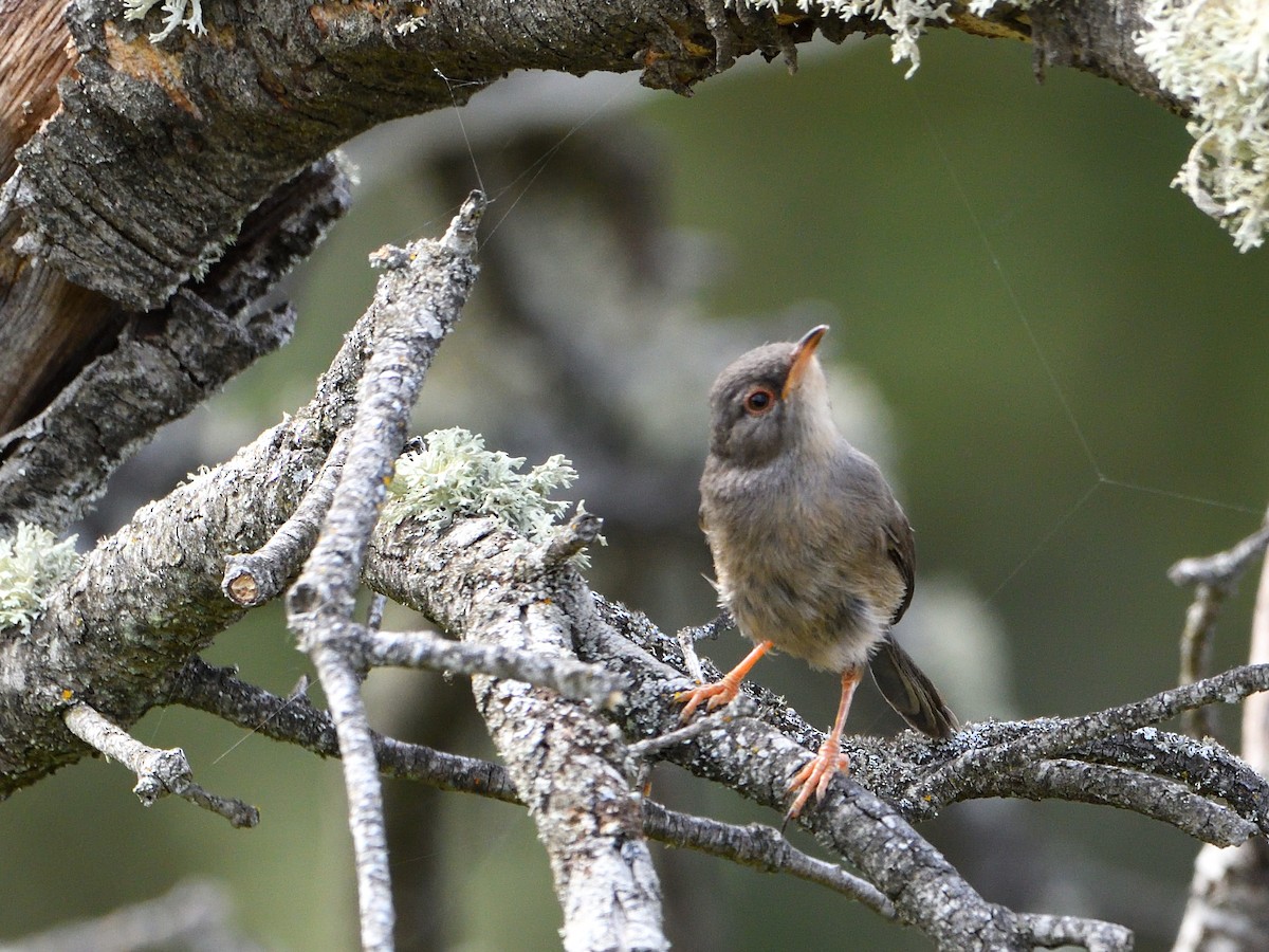 Dartford Warbler - ML645806746