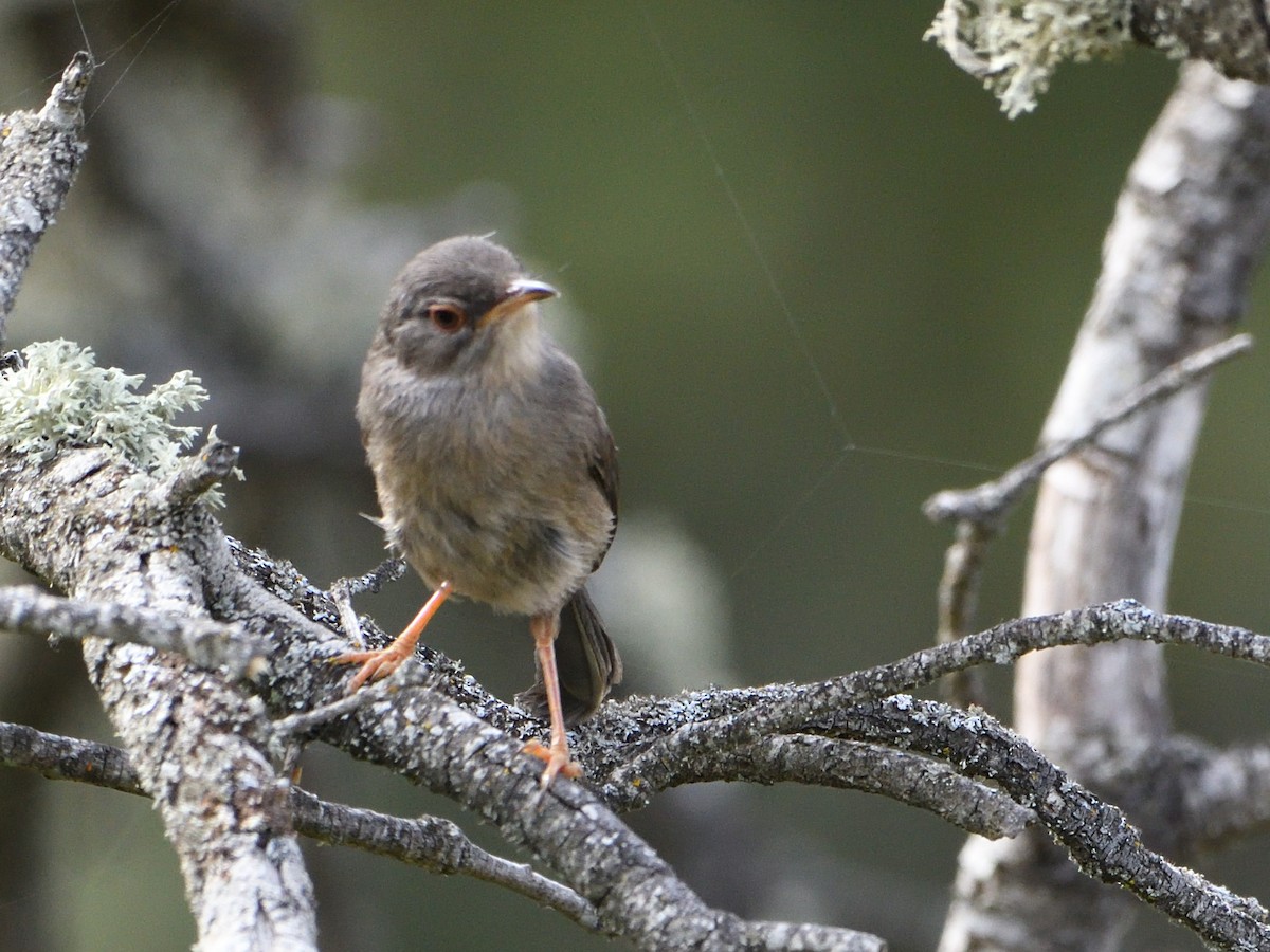 Dartford Warbler - ML645806748