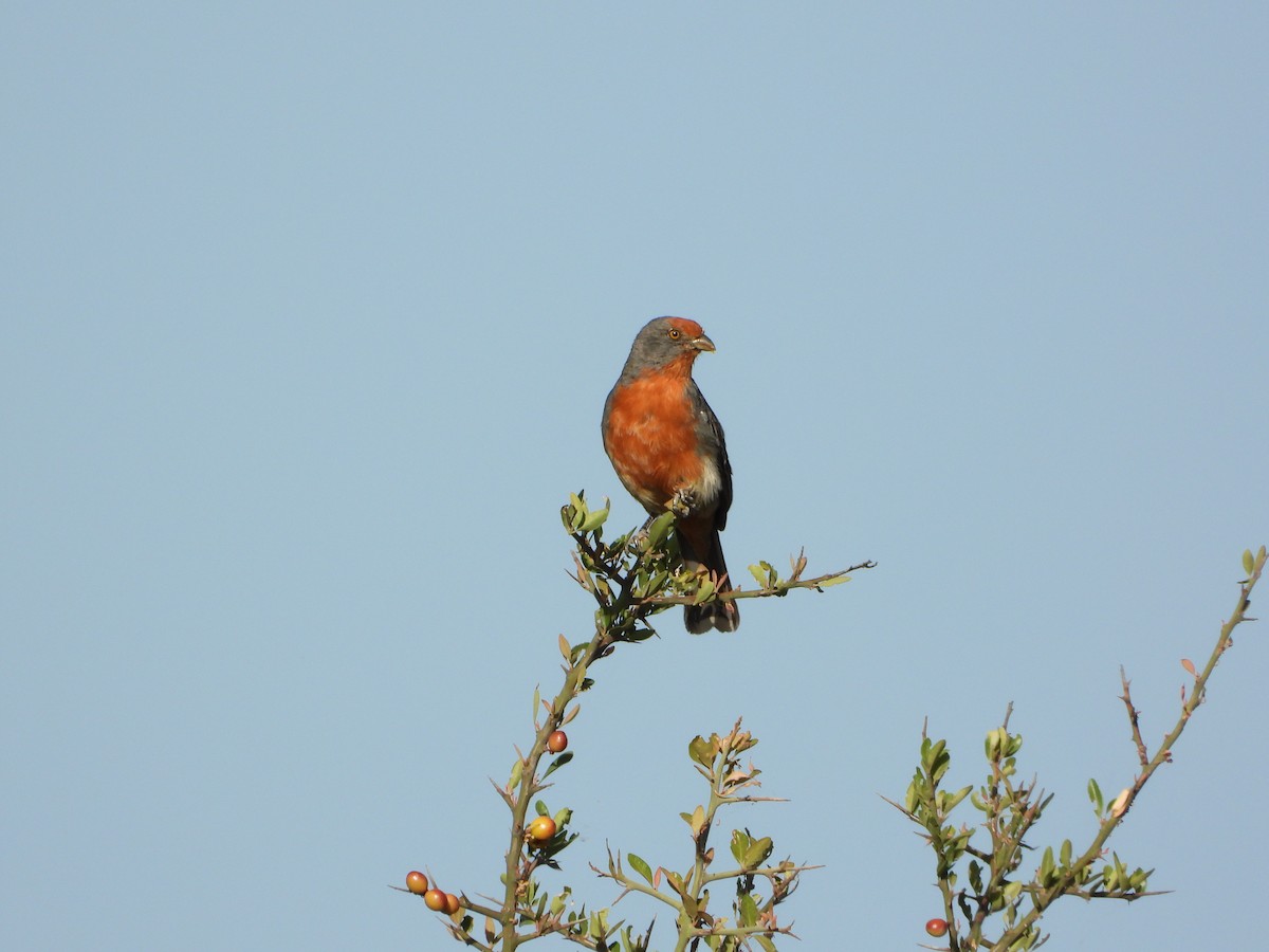 White-tipped Plantcutter - ML645806752