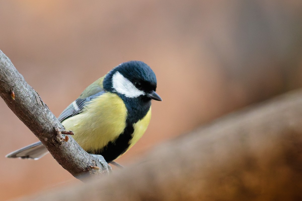 Great Tit - ML645806758