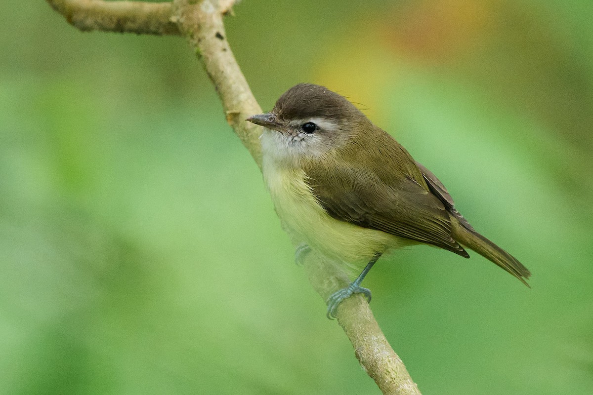 Brown-capped Vireo - ML645806759