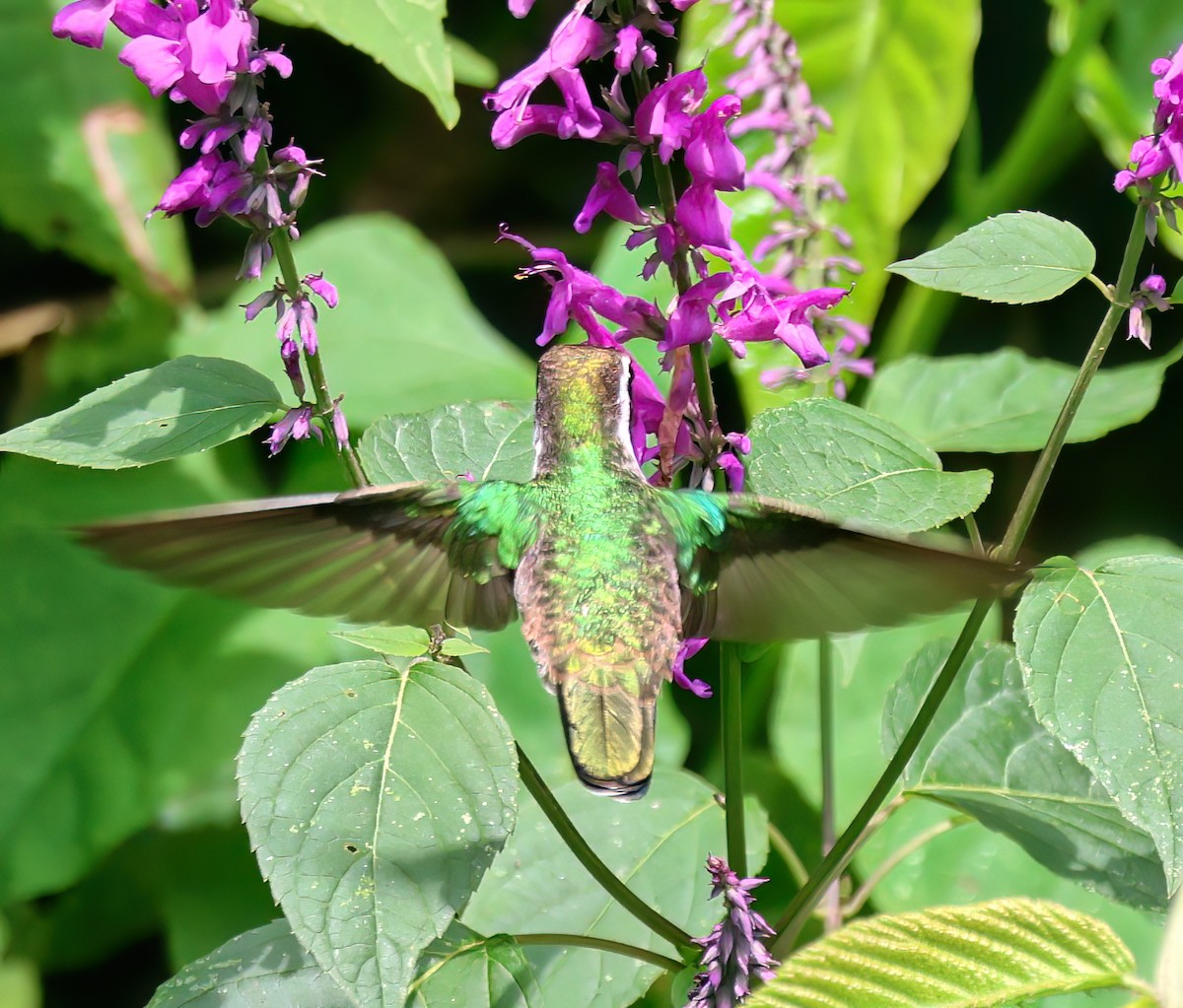 Green-throated Mountain-gem - ML645806760