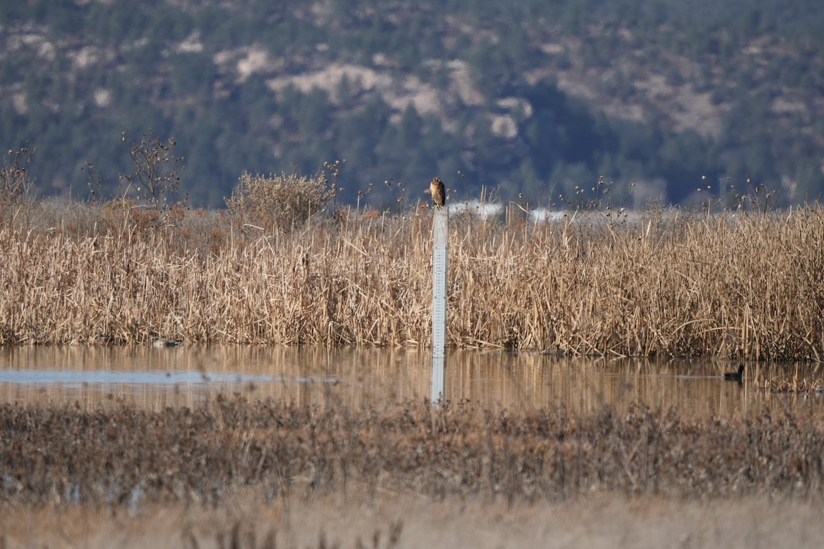 Mirotz zuri iparramerikarra - ML645806761