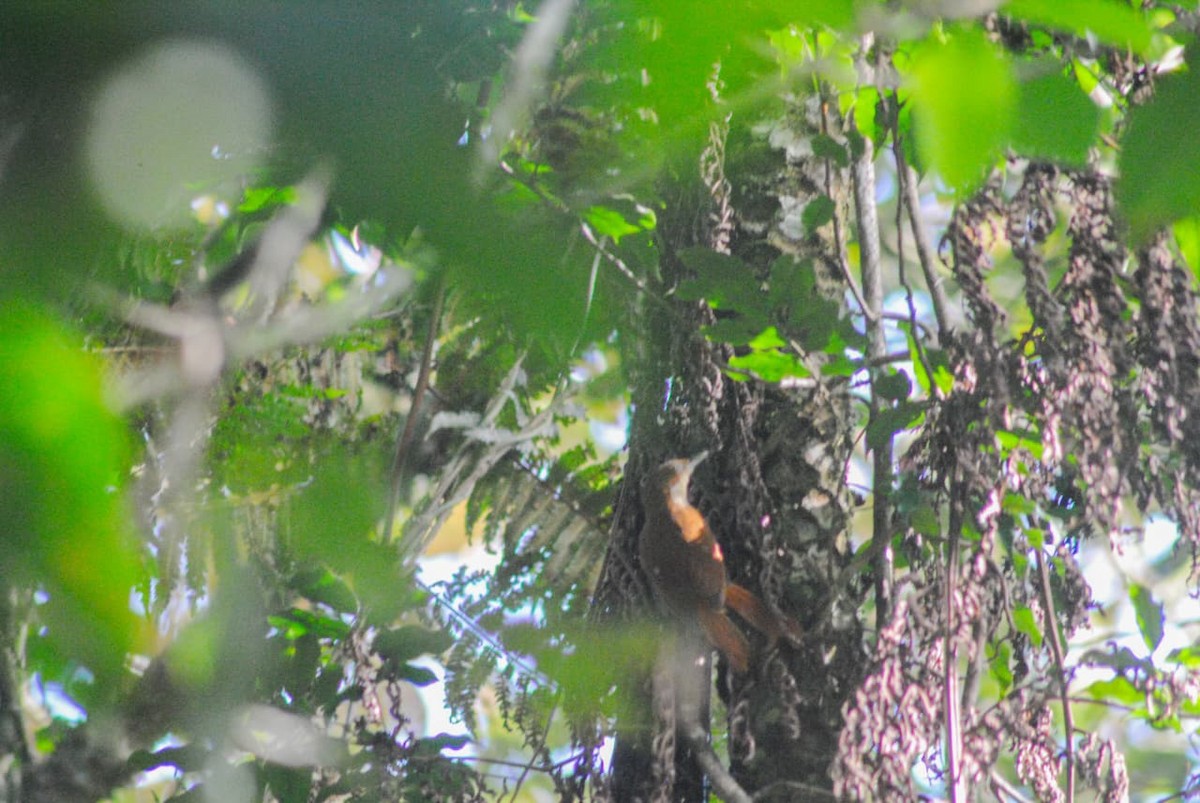 White-eyed Foliage-gleaner - ML645806763
