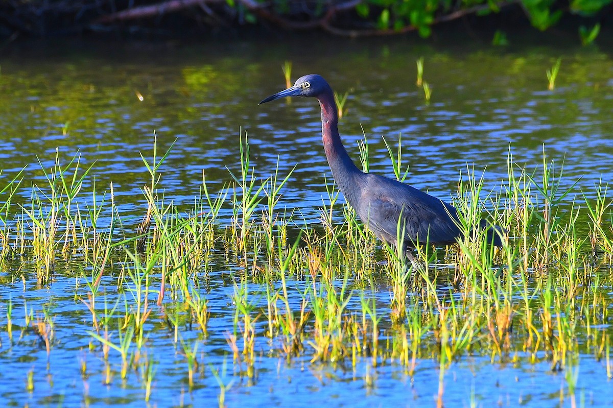 Koartzatxo urdina - ML645806764