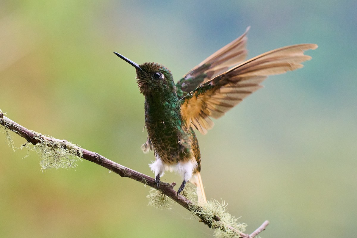 Buff-tailed Coronet - ML645806765