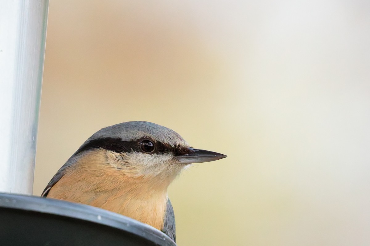 Garrapo eurasiarra - ML645806766