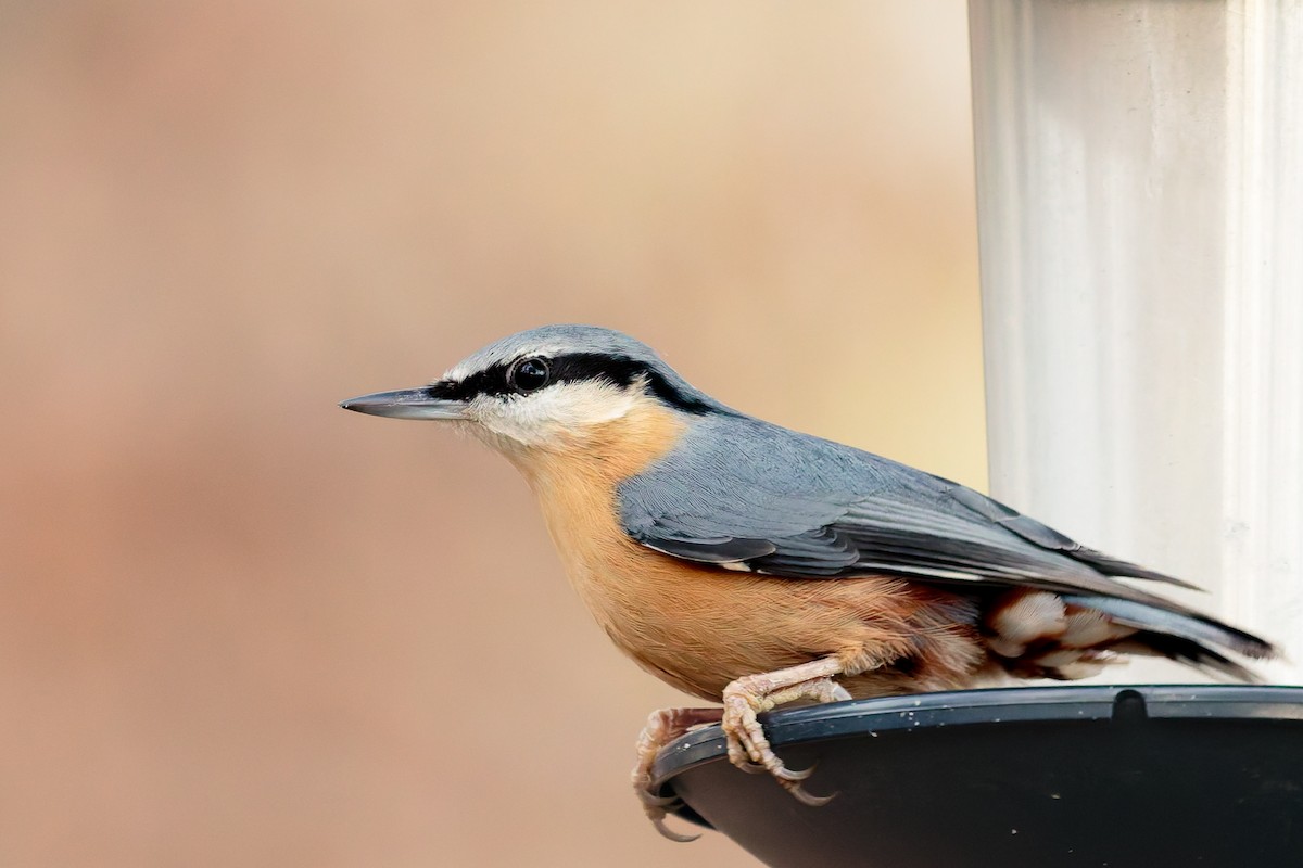 Garrapo eurasiarra - ML645806767