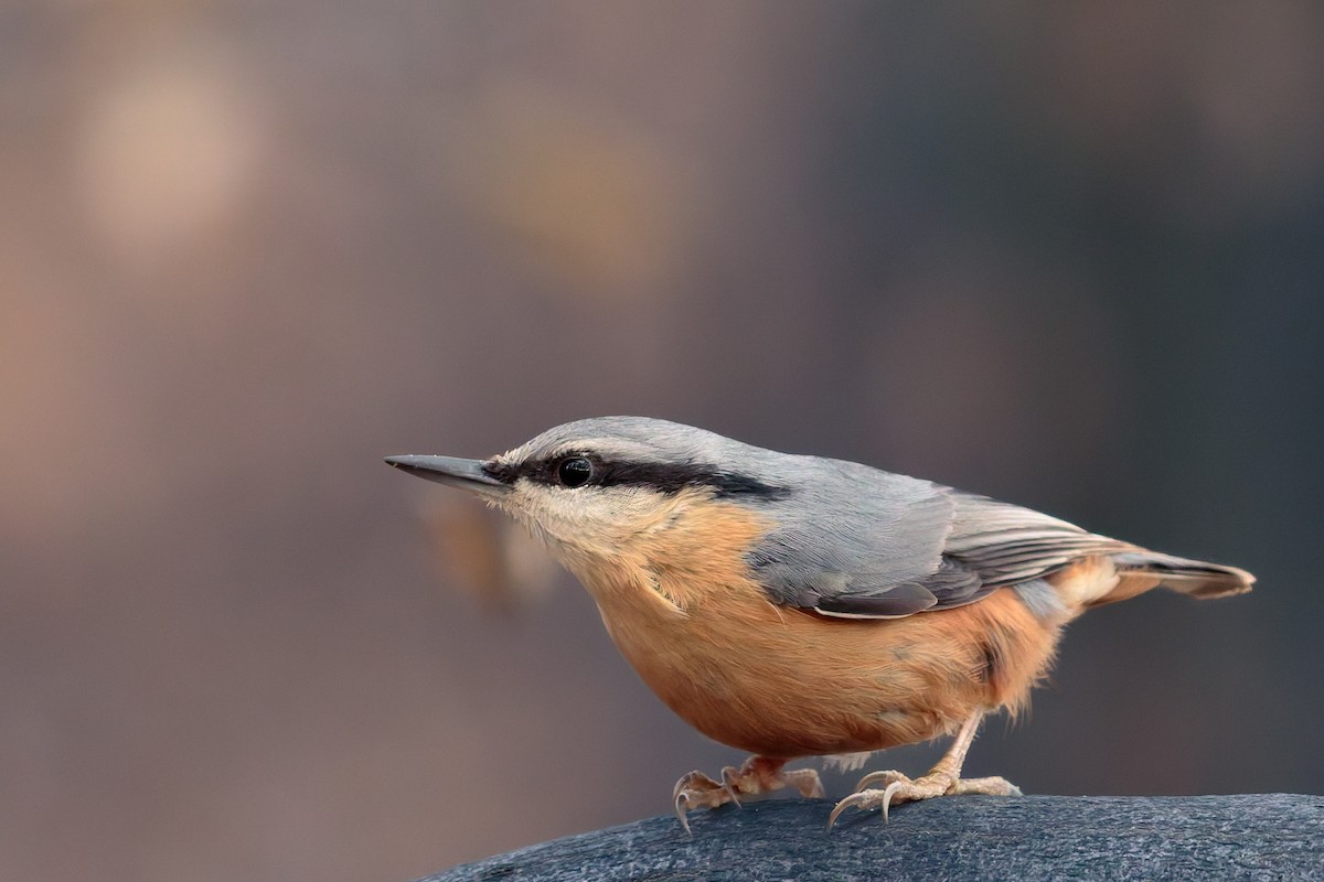 Garrapo eurasiarra - ML645806768