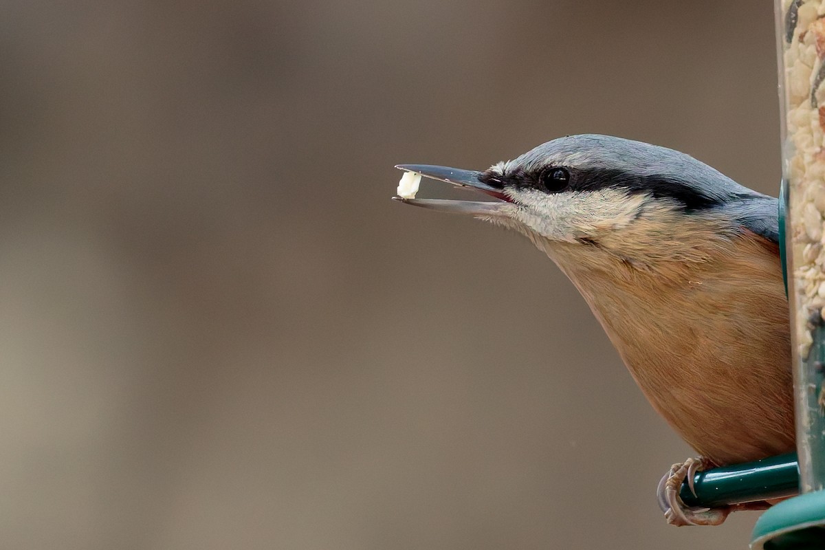 Garrapo eurasiarra - ML645806769