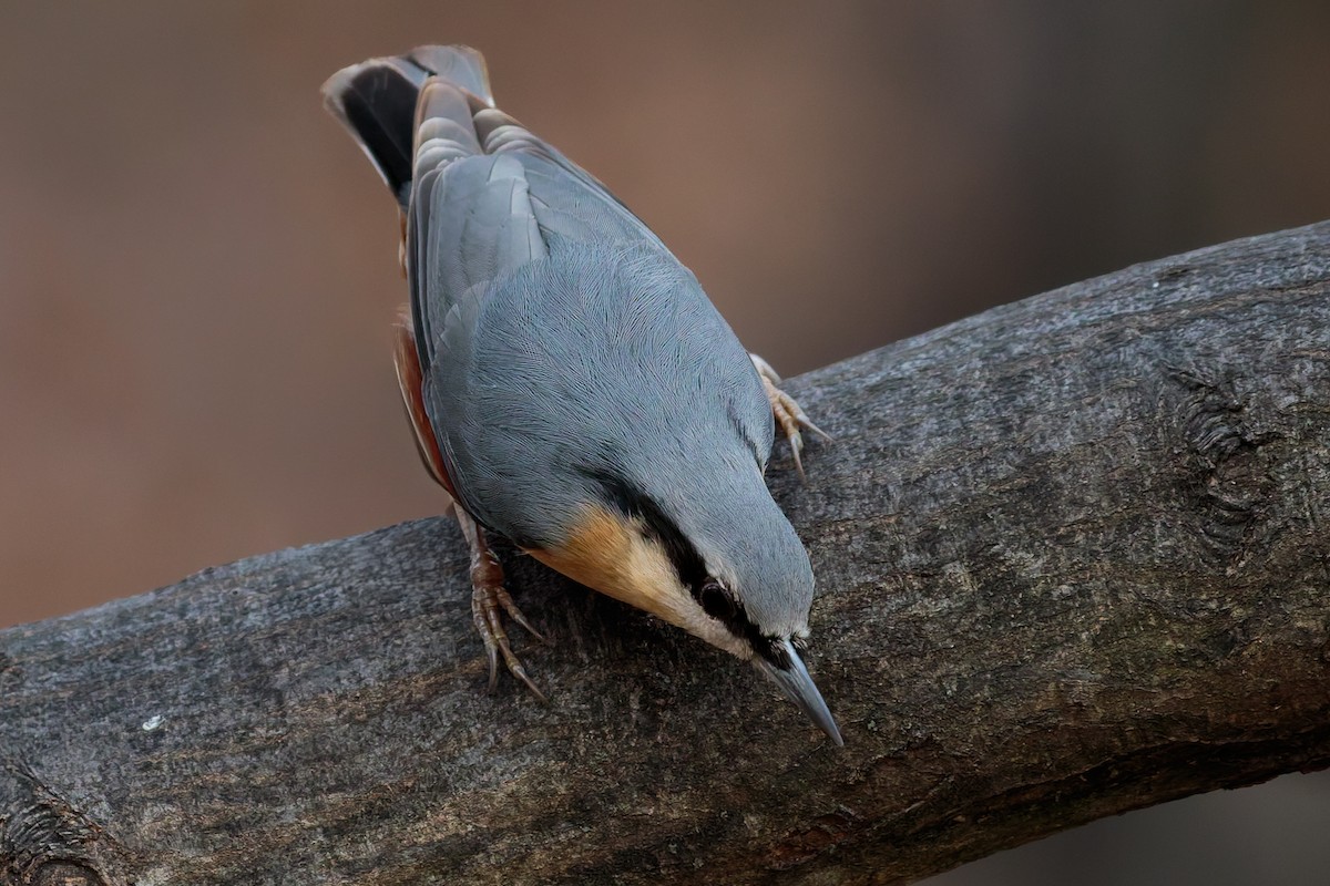 Garrapo eurasiarra - ML645806770