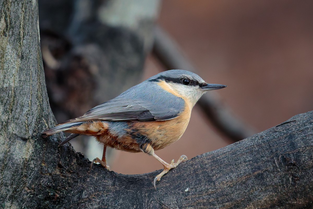 Garrapo eurasiarra - ML645806771