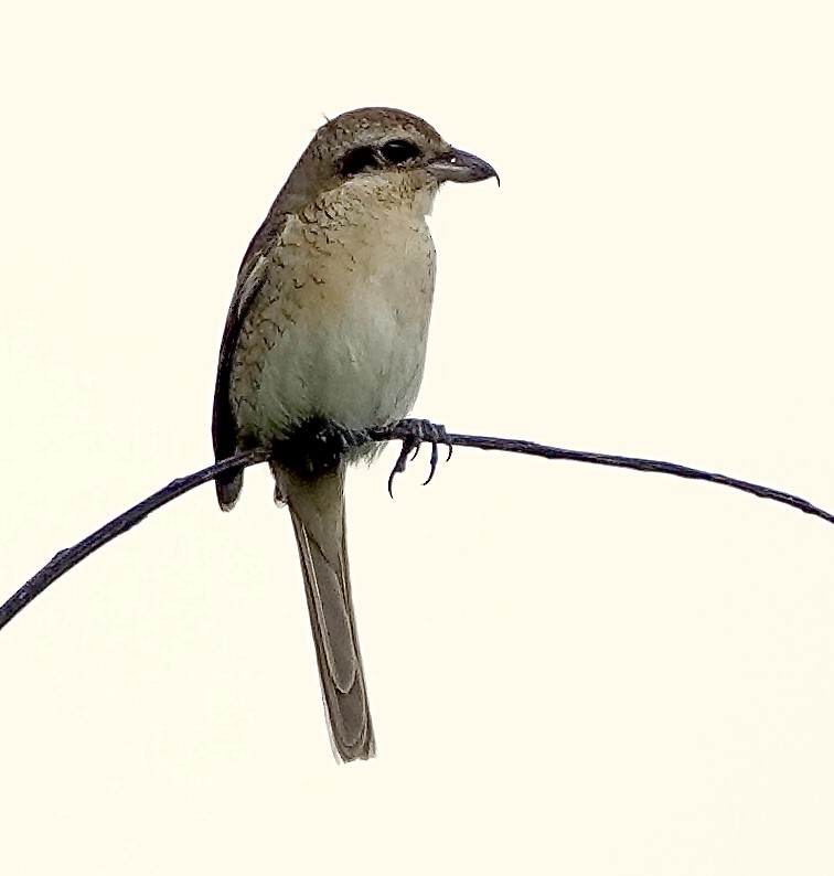 Antzandobi arrea - ML645806772