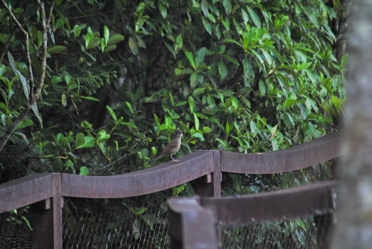 Pale-breasted Thrush - ML645806773