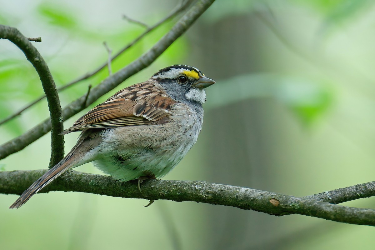 White-throated Sparrow - ML645806774