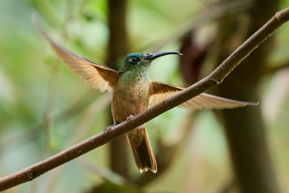 Fawn-breasted Brilliant - ML645806775
