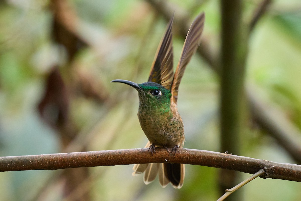 Fawn-breasted Brilliant - ML645806776