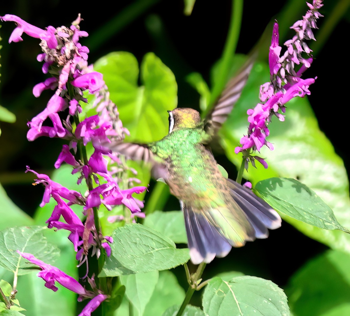 Green-throated Mountain-gem - ML645806777