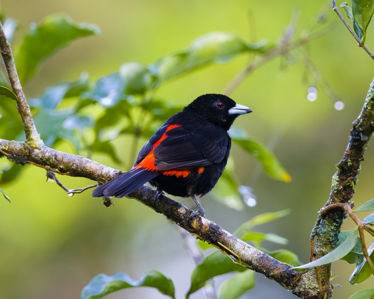 Scarlet-rumped Tanager - ML645806778