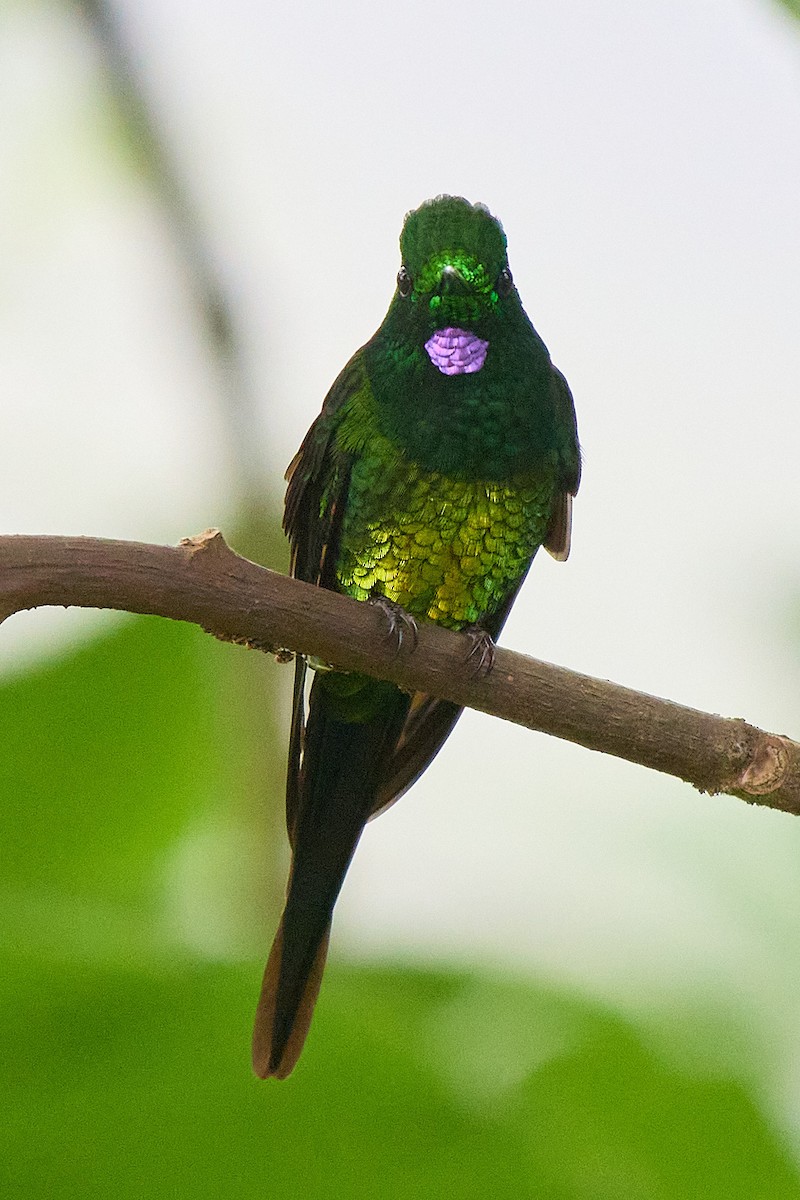 Empress Brilliant - ML645806780