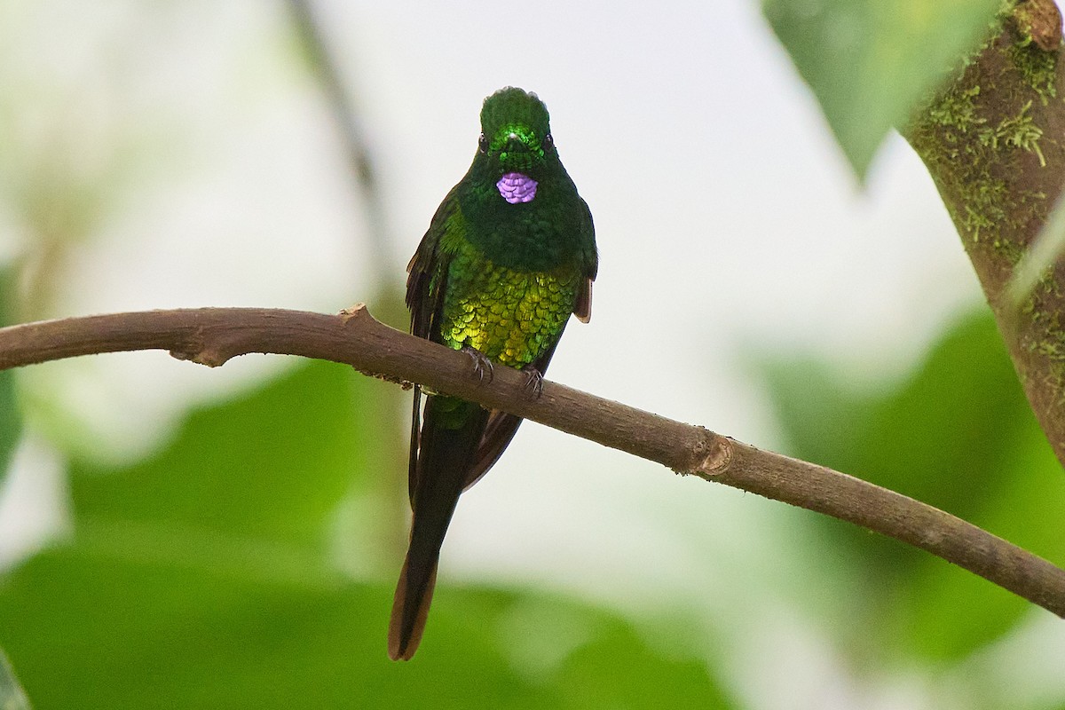 Empress Brilliant - ML645806781