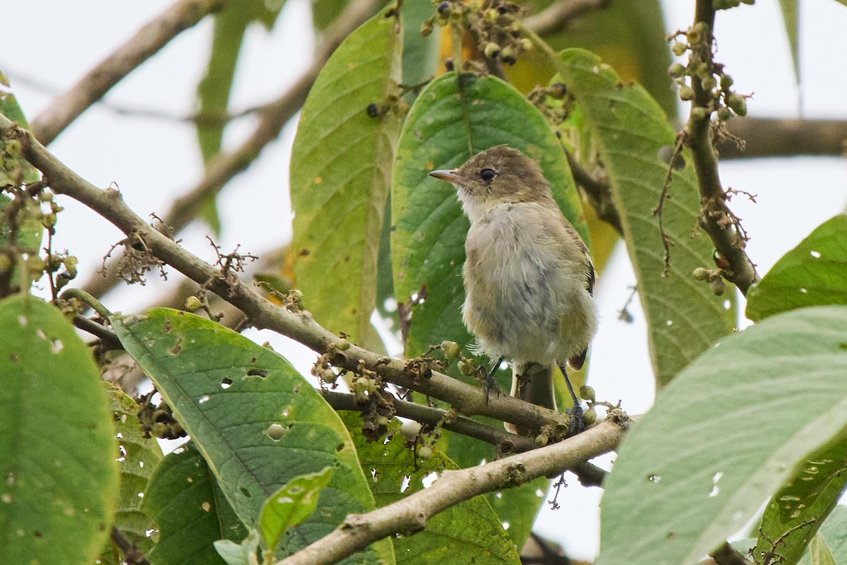 White-crested Elaenia - ML645806783