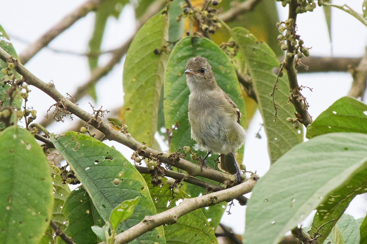 White-crested Elaenia - ML645806784