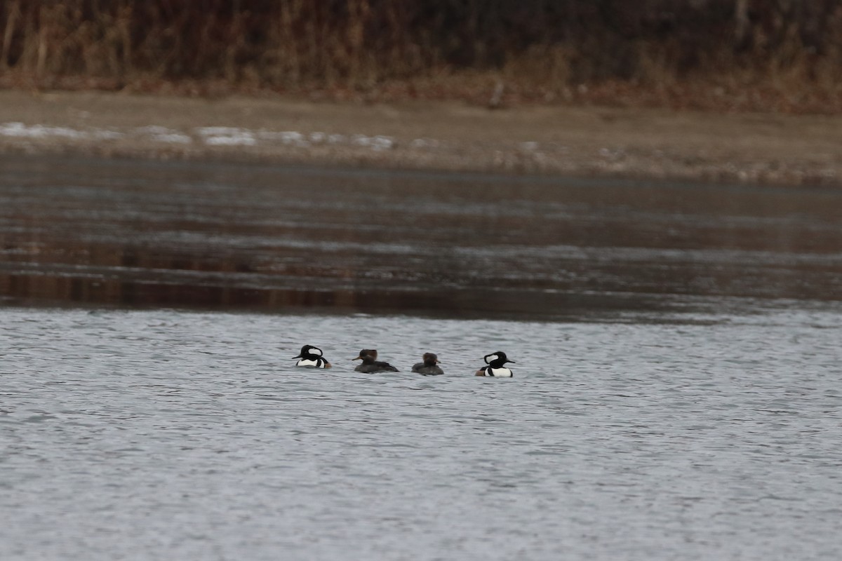 Zerra buruhandia - ML645806785