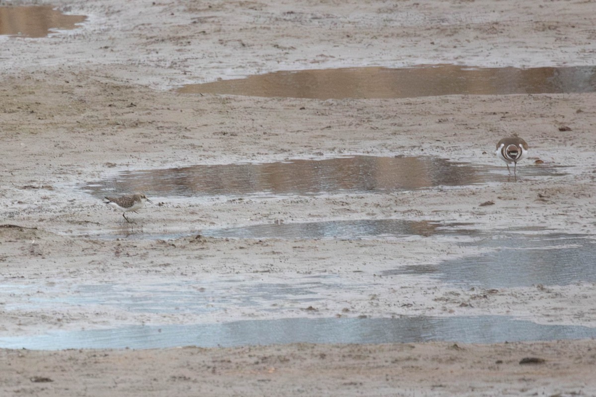 Txirri erdipalmatua - ML645806787