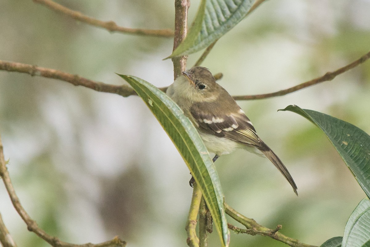 Sierran Elaenia - ML645806788