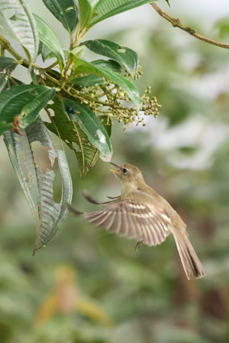 Sierran Elaenia - ML645806789