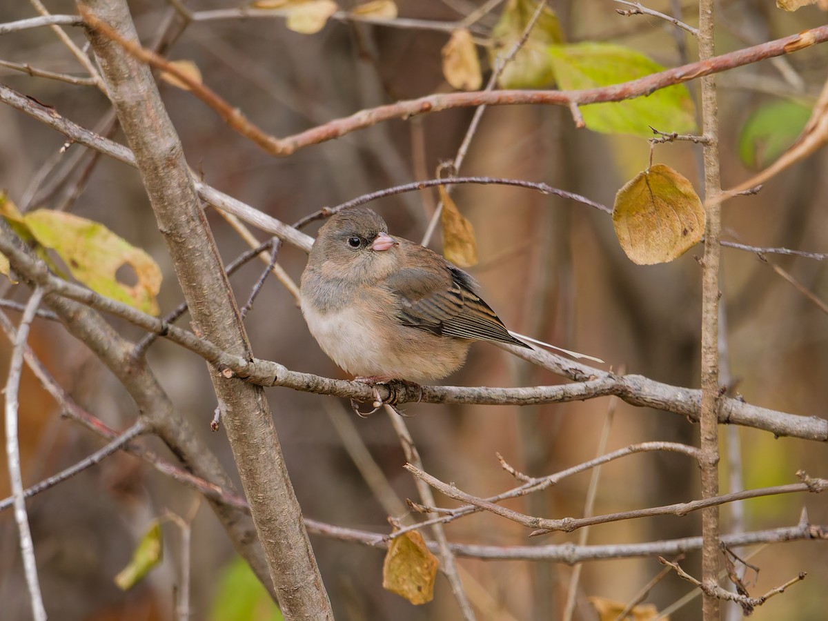 strnadec zimní - ML645806790