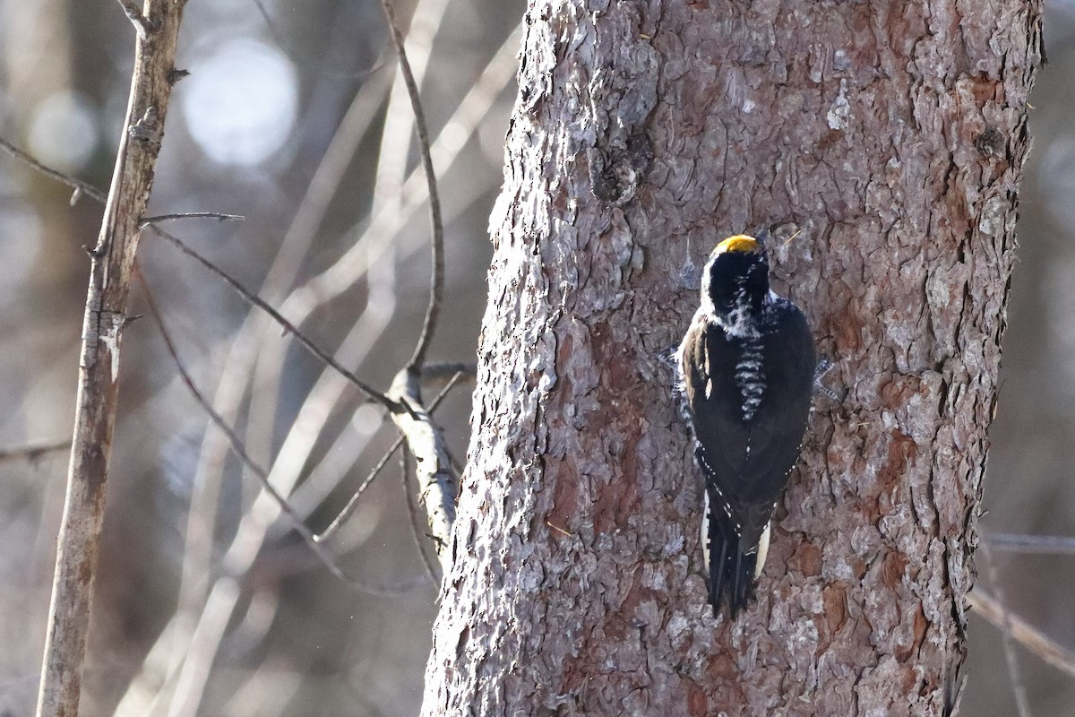 American Three-toed Woodpecker - ML645806792