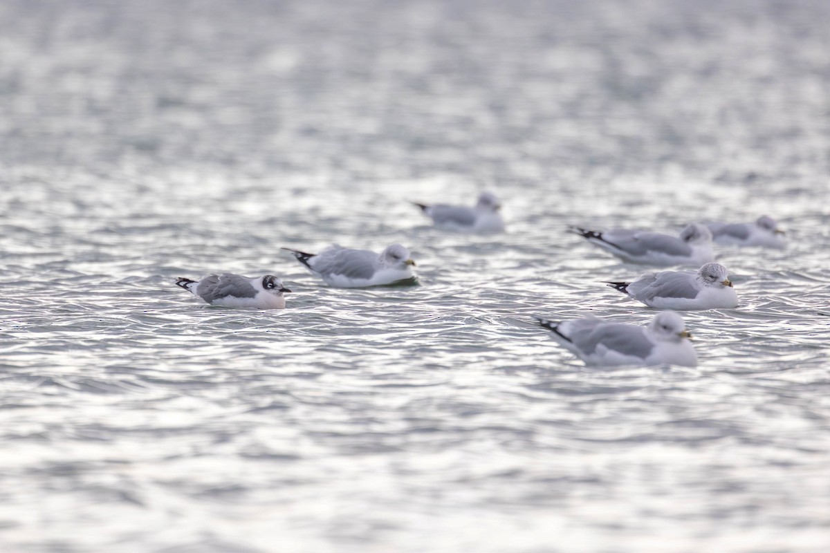 Franklin's Gull - ML645806797