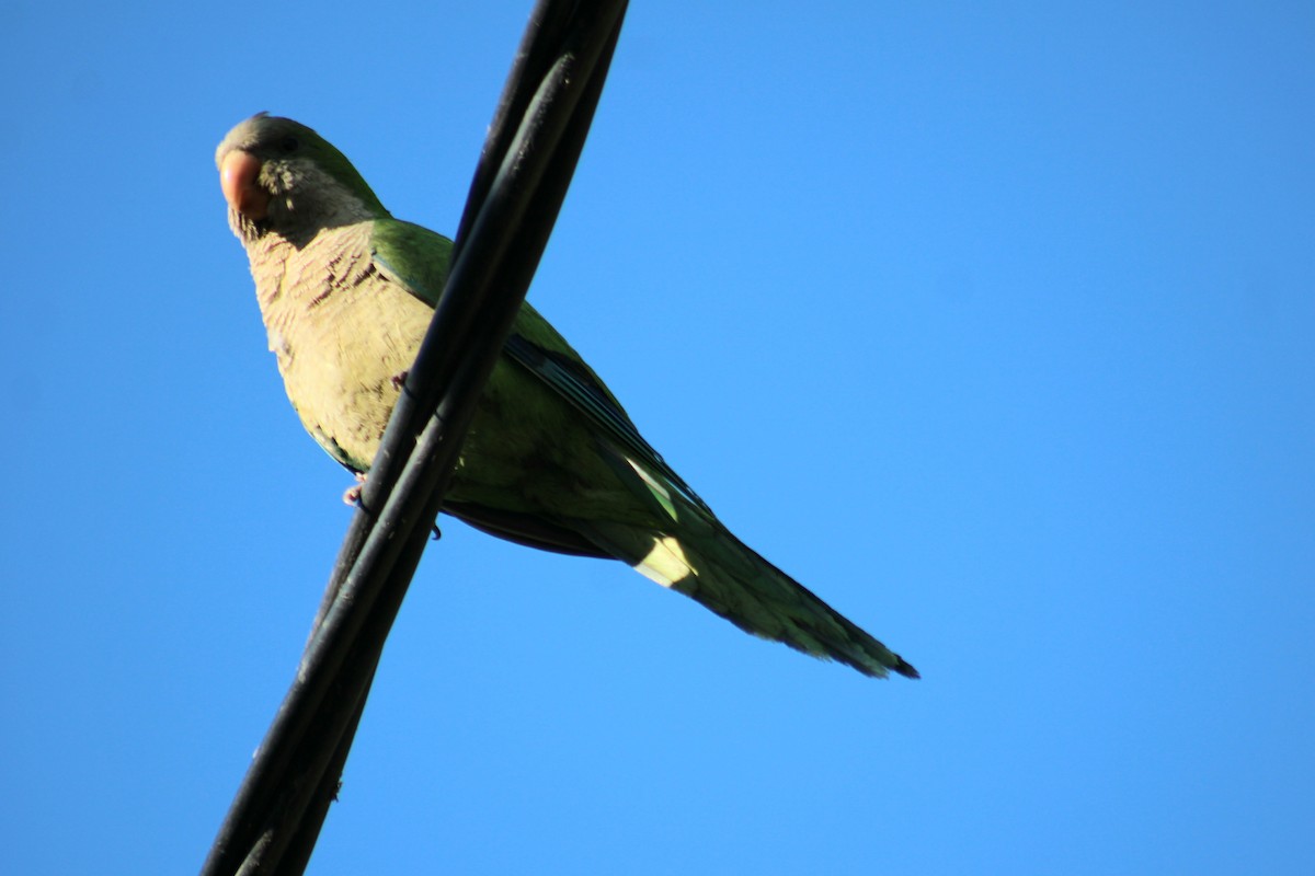 Papagai bulargrisa - ML645806799