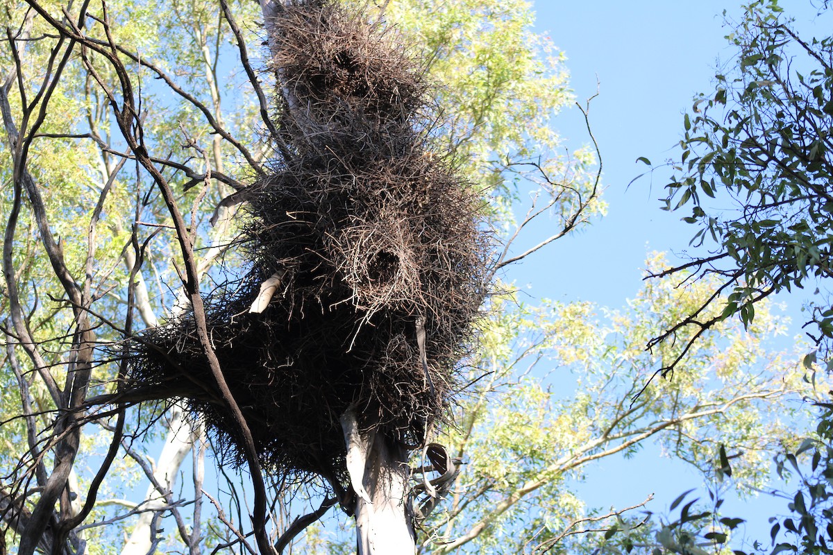 Papagai bulargrisa - ML645806801