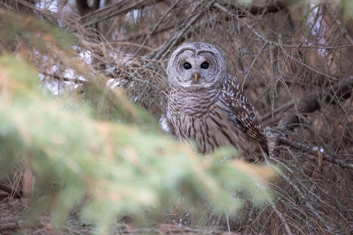 Barred Owl - ML645806813