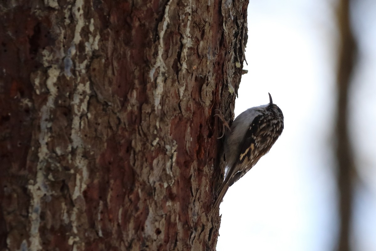 Brown Creeper - ML645806815