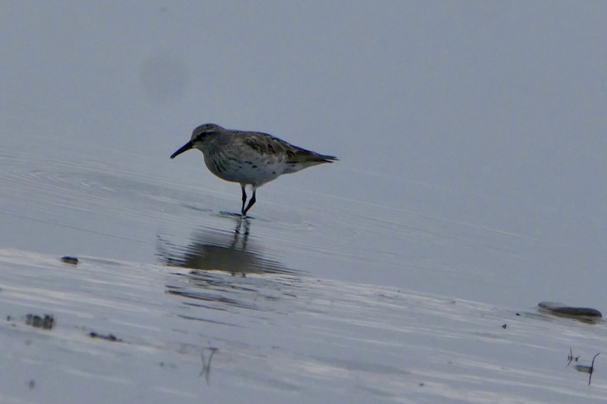 コシジロウズラシギ - ML645806817