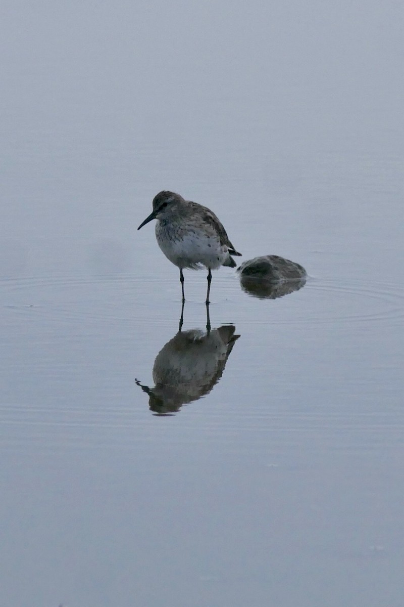 コシジロウズラシギ - ML645806818