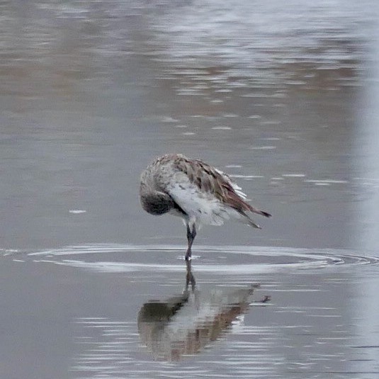 コシジロウズラシギ - ML645806819