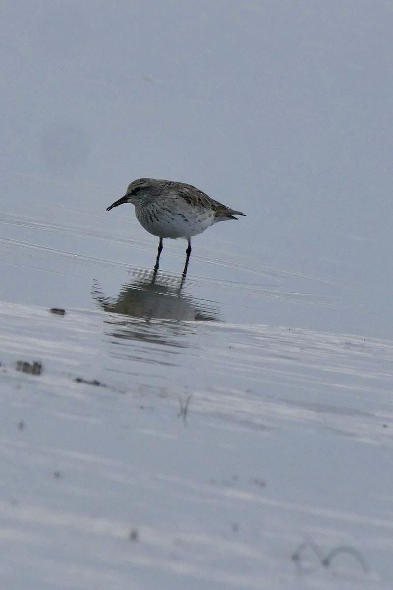 コシジロウズラシギ - ML645806821